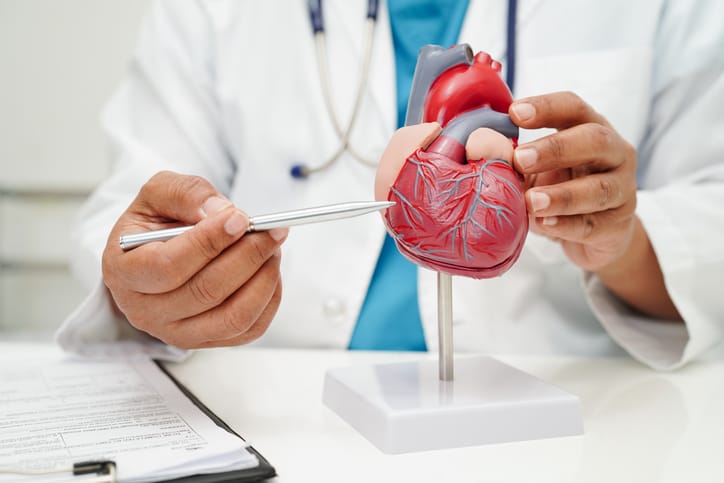 Photo shows doctor with heart model